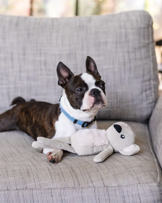 Soft and snuggly koala toy for dogs, great for companionship
