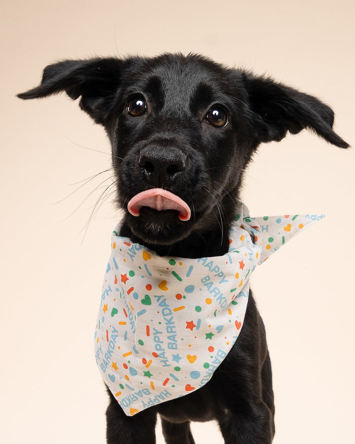 Happy Barkday Blue Dog Bandana for small-medium breeds. Perfect party accessory for Pugs, Cocker Spaniels, and Mini Schnauzers.