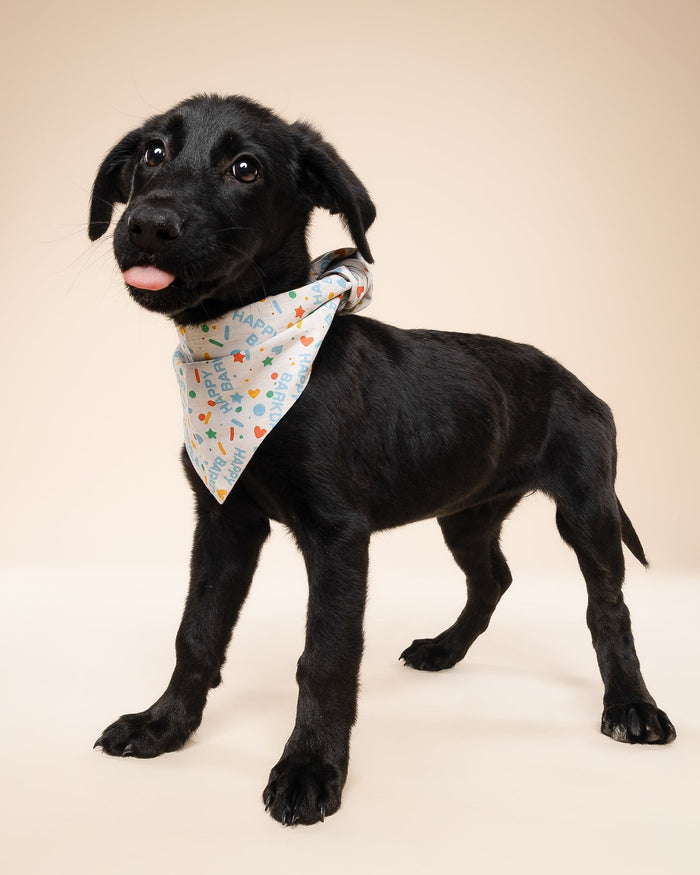 Festive blue birthday bandana for small-medium dogs. Perfect fit for Mini Schnauzers, Pugs, and Boston Terriers.