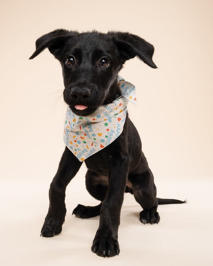 Happy Barkday bandana for playful small-medium dogs like Cocker Spaniels, Pomeranians, and French Bulldogs.