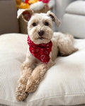red paisley dog bandana classic cotton pet bandana front view