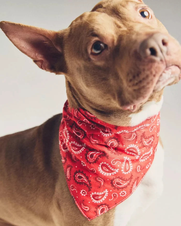 Hello Dolly Red Paisley Dog Bandana