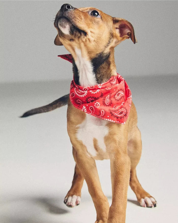 Hello Dolly Red Paisley Dog Bandana