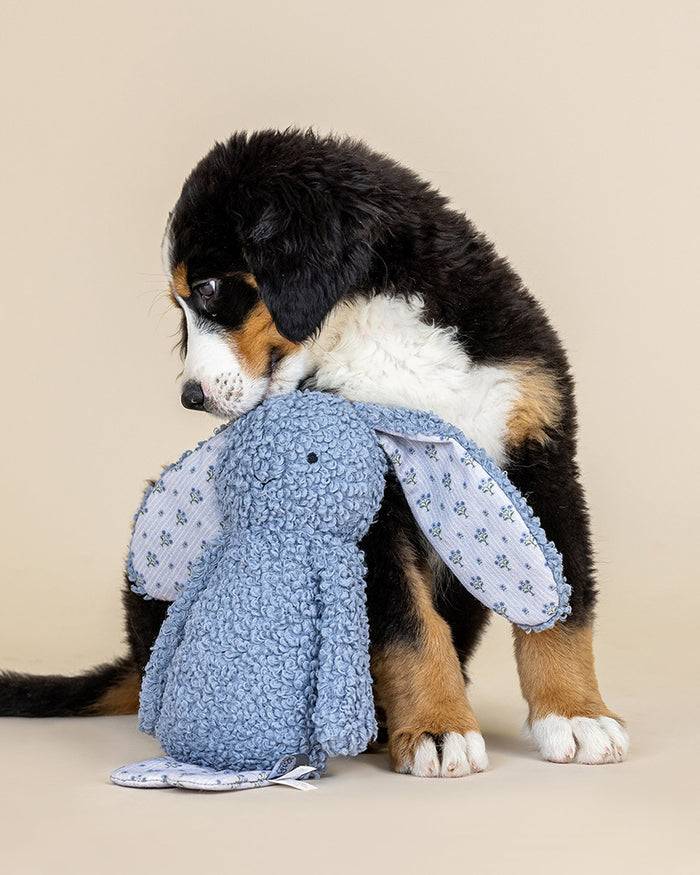 Blue boucle bunny dog toy with soft textured fabric for gentle interactive play. Updated May 2026.