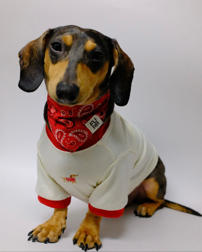 Hot Diggity Dachshund Ringer Tee dog accessory with striped embroidered