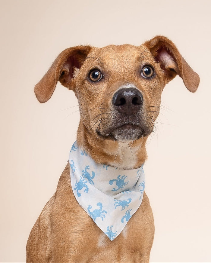 Blue crab-print dog bandana for small-medium dogs. Perfect for French Bulldogs, Boston Terriers, and Mini Aussies enjoying summer fun.