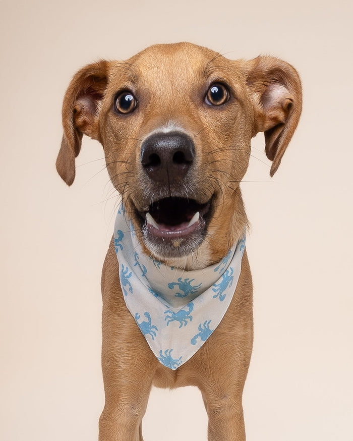In A Pinch dog bandana for small-medium breeds. Cute and versatile for Boston Terriers, Mini Aussies, and Shih Tzus.