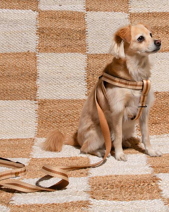 Stylish Le Classic dog harness in Rue de Rivoli, perfect for Yorkies or French Bulldogs.