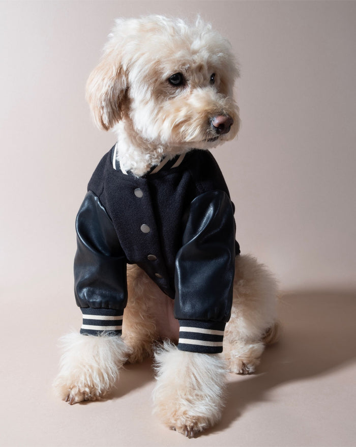 Trendy black leather dog jacket, ideal for stylish and active pups.