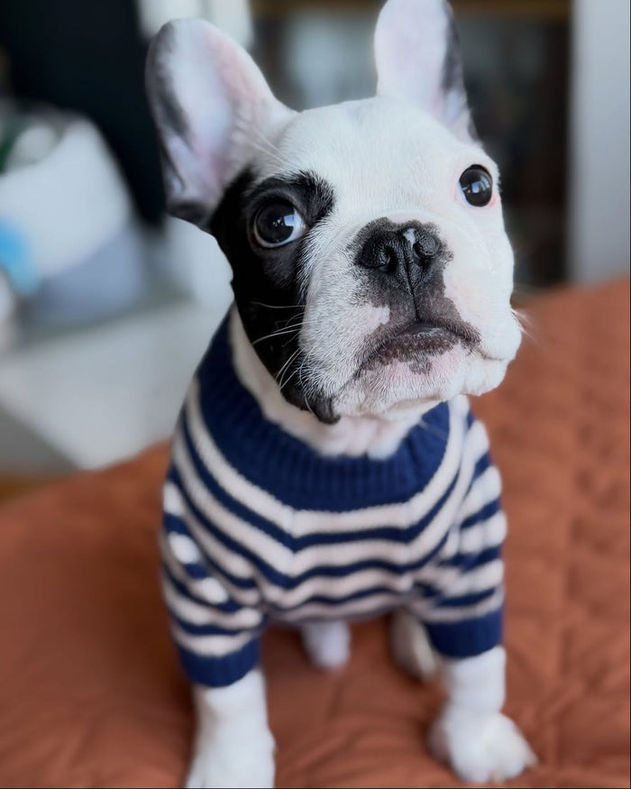 blue striped dog sweater front detail product image
