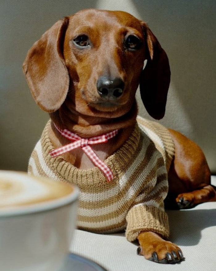 Like A Bandit Nutmeg Striped Sweater Product Image Detail. sweater for a pug