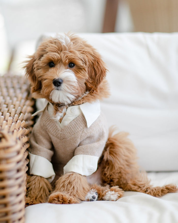 Like A Boss Two-fer Collared Tan Dog Sweater – cute dog accessory featuring red lace-trimmed