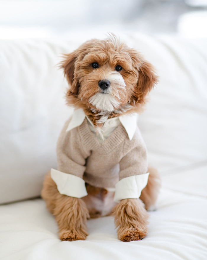 Like A Boss Two-fer Collared Tan Dog Sweater