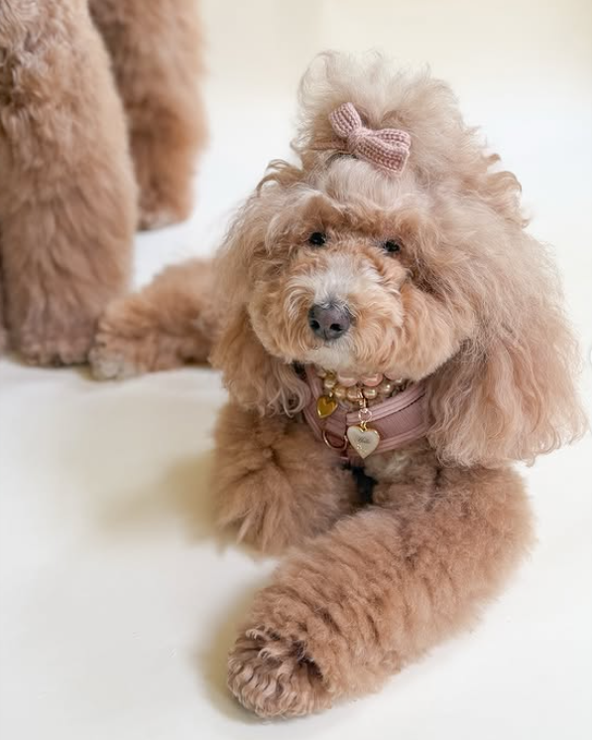 Blush dog accessory – Little Darling Hair Bow in Blush