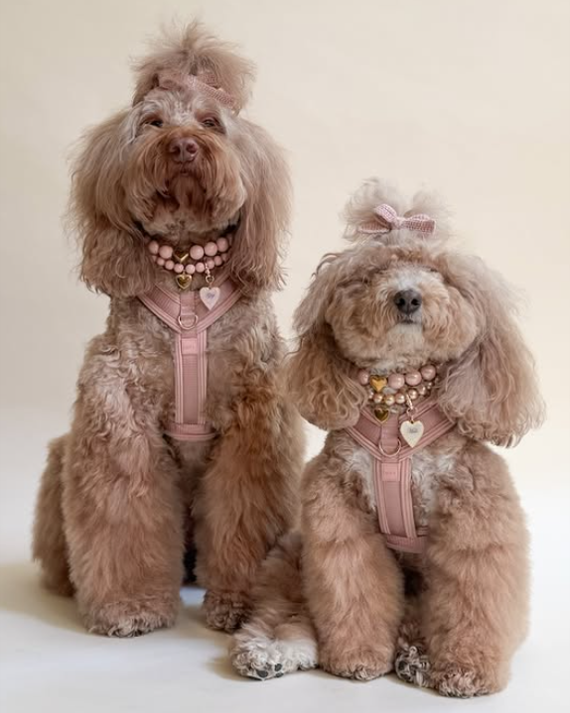 Little Darling Hair Bow in Blush – stylish dog accessory in blush