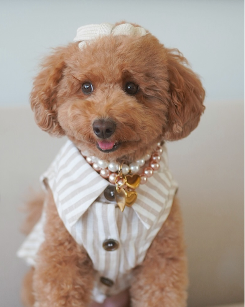 Little Darling Hair Bow in Ivory – stylish dog accessory