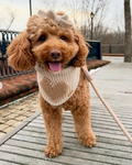 Little Darling Hair Bow in Oat dog accessory with oat