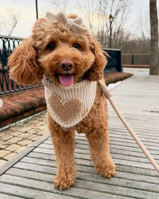 Little Darling Hair Bow in Oat dog accessory with oat