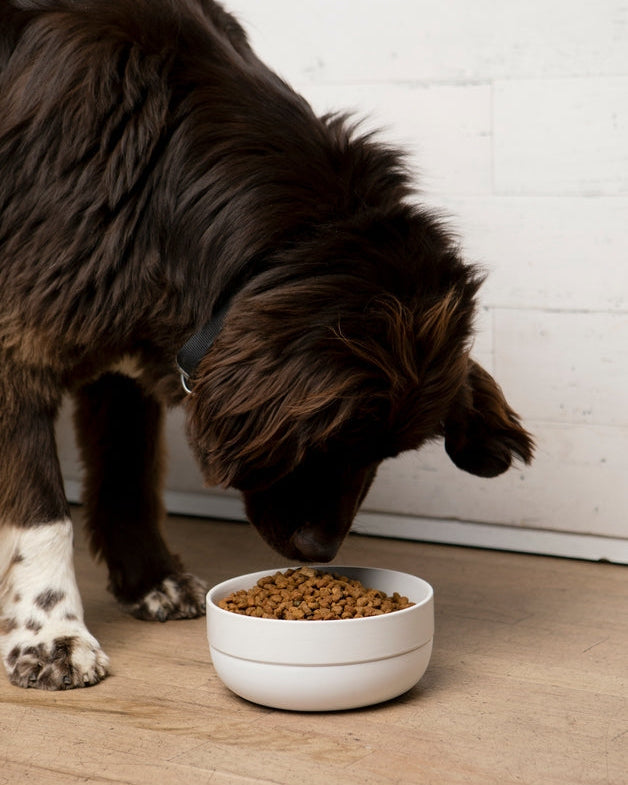 Elegant Little Foodie Grey Dog Bowl for small breeds such as Pomeranians and Shih Tzus, modern design meets practicality.