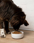 Elegant Little Foodie Grey Dog Bowl for small breeds such as Pomeranians and Shih Tzus, modern design meets practicality.