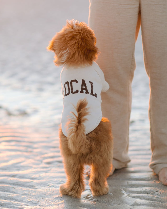 Vintage-inspired Local Legend dog sweatshirt in soft ivory fleece for small to medium breed dogs