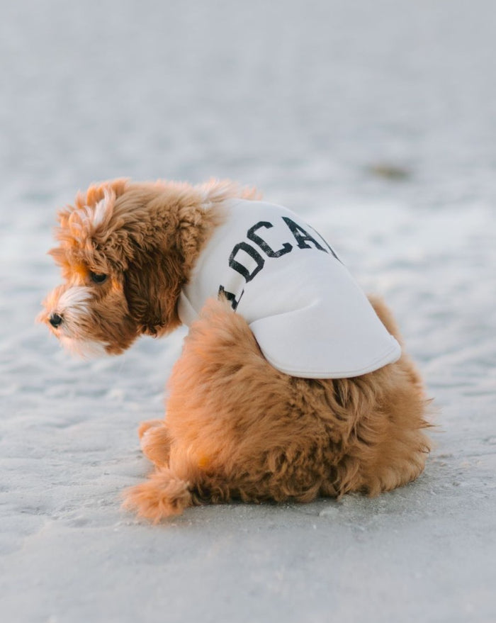 Fashionable ivory graphic dog sweatshirt with soft cotton-blend fleece and comfortable everyday fit for small to medium breed dogs