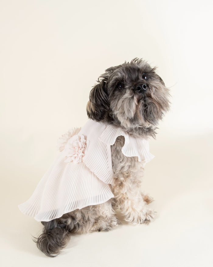 Sophisticated petal pink chiffon dress for small breeds like Poodles and Shih Tzus.