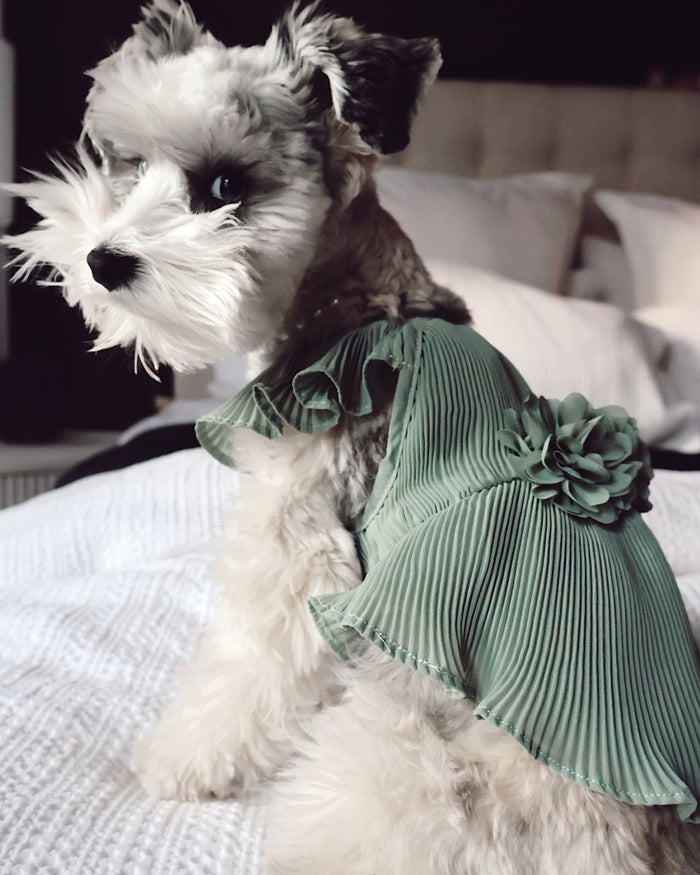 Soft sage green chiffon dog dress with flowing pleats, breathable and stylish formal wear for dogs