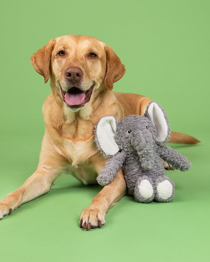 Cute elephant pet toy perfect for gentle play and comfort chewing. Updated May 2026.