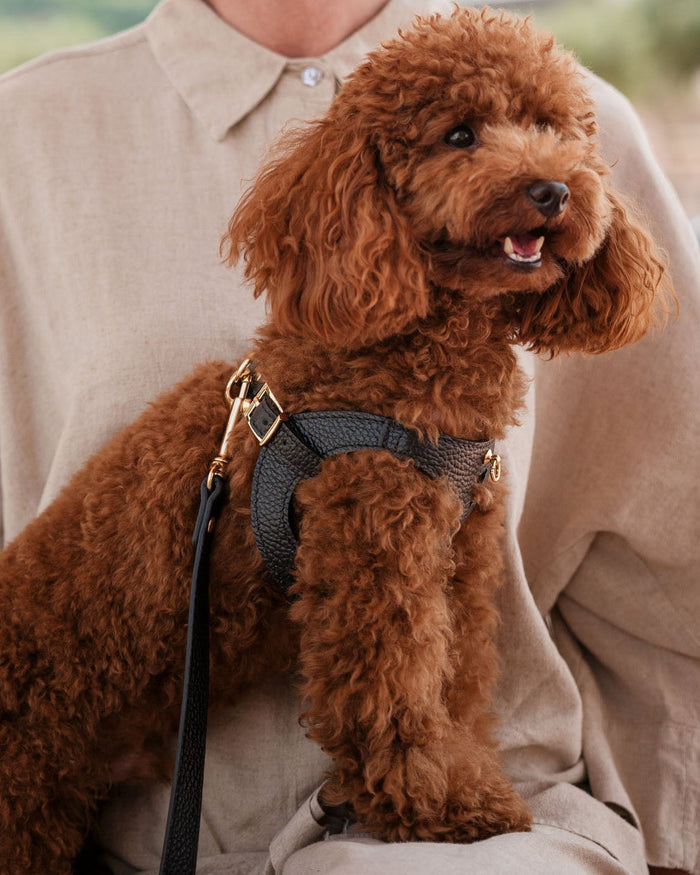 Luca Black Leather Dog Harness