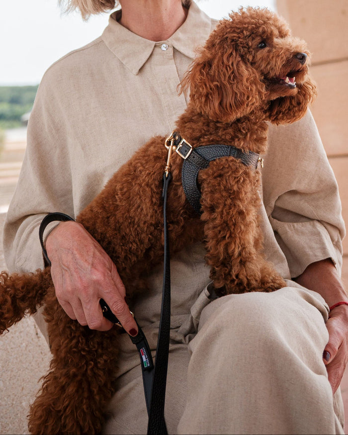 Luca Black Leather Dog Harness