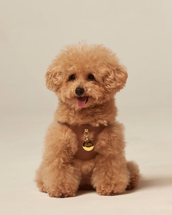 chocolate leather dog harness with soft italian leather, comfortable and stylish walking gear