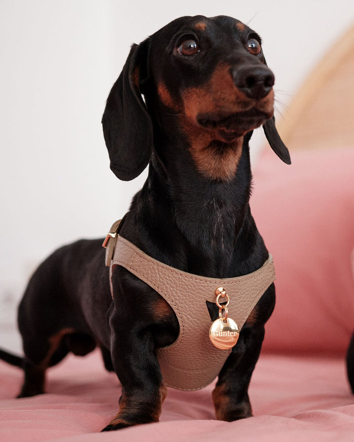 stylish brown leather dog harness with gold hardware, modern walking accessory for pets