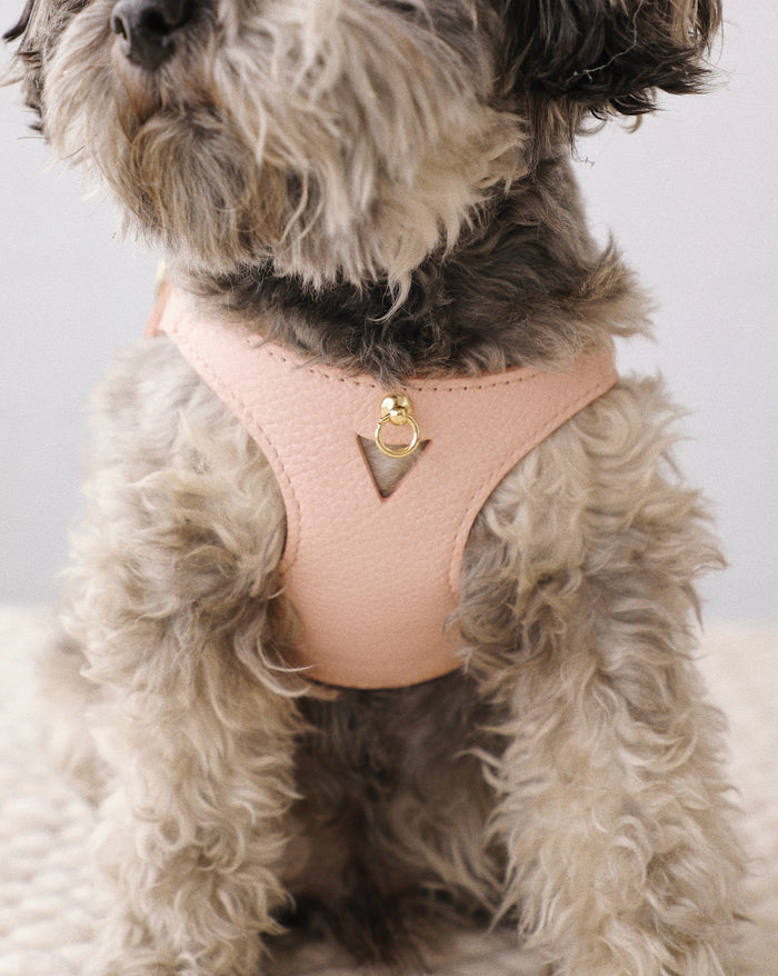 Luca Harness Light Pink Leather Walk Kit