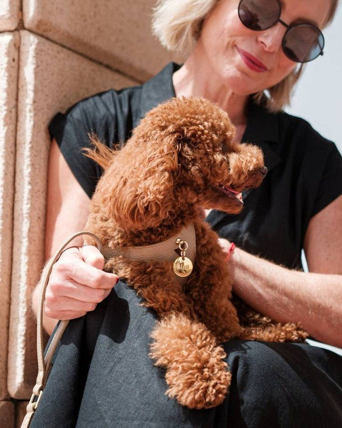 Fashionable taupe dog harness and leash set for comfortable and secure walks with your pet.
