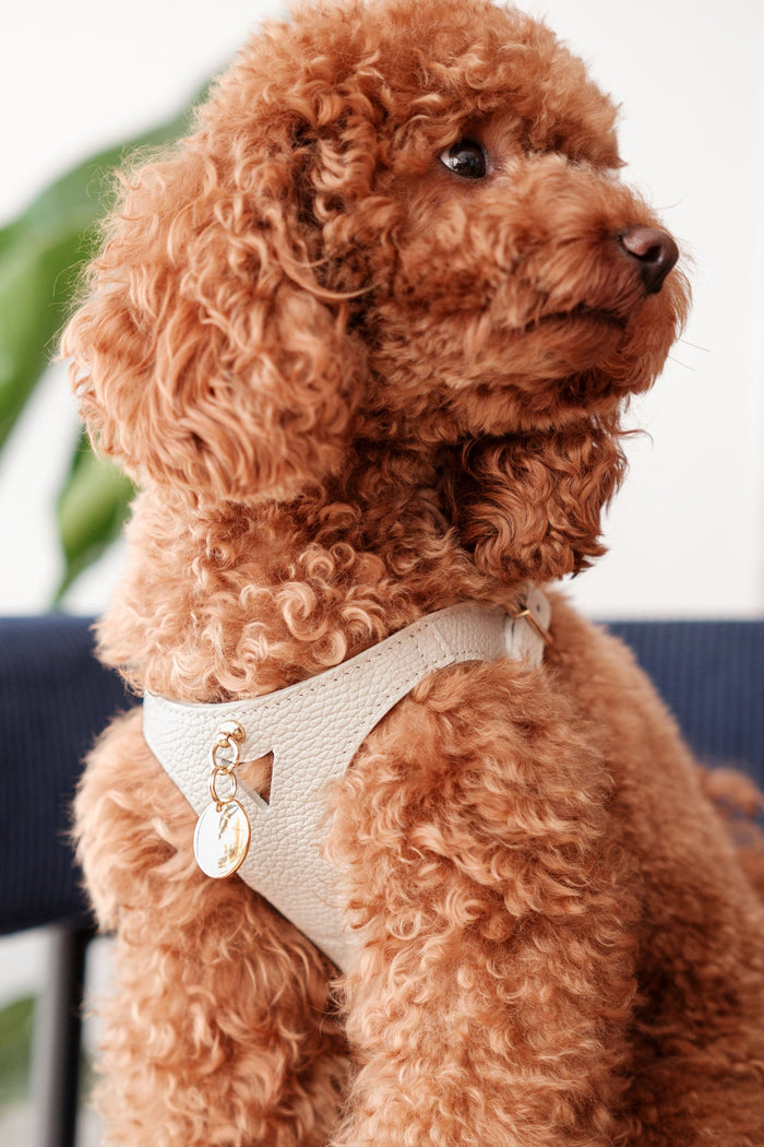 Luca Ivory Leather Dog Harness