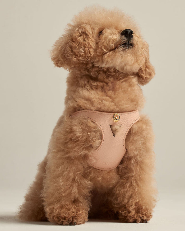 Luca light pink leather dog harness on small toy poodle, stylish pet accessory