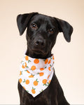 Main Squeeze Pup Dog Bandana in bright citrus colors, perfect for playful Pugs, French Bulldogs, and Cavaliers on fun outings.
