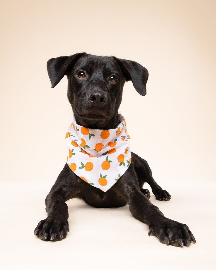 Cute Clementine dog bandana, fun and stylish for Pomeranians, Mini Aussies, and Shih Tzus enjoying park strolls or playdates.