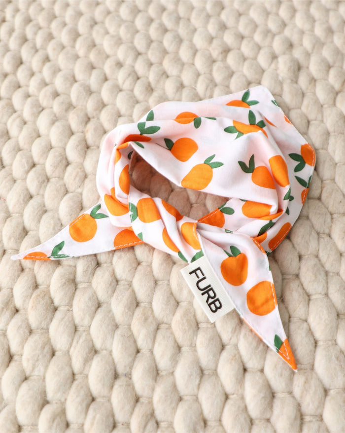 Main Squeeze Pup bandana in cheerful colors, perfect for French Bulldogs, Pugs, and Cavaliers during daily adventures.