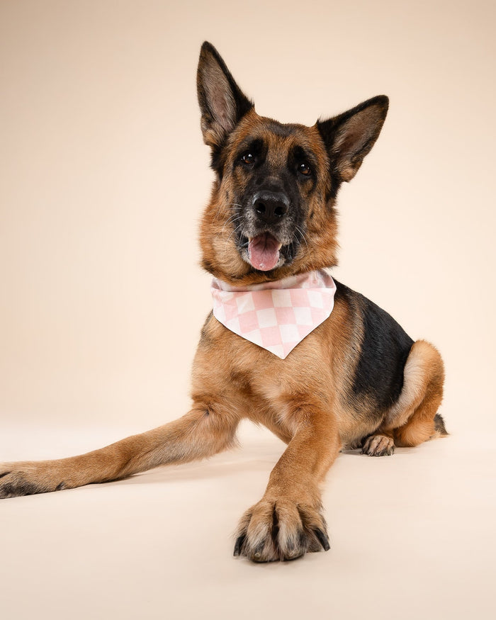 Pink Check dog bandana – Make a Move Pink Check Bandana