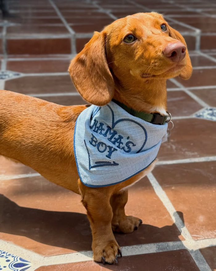 Stylish blue Mama's Boy dog scarf accessory for small and medium pets. Updated May 2026.