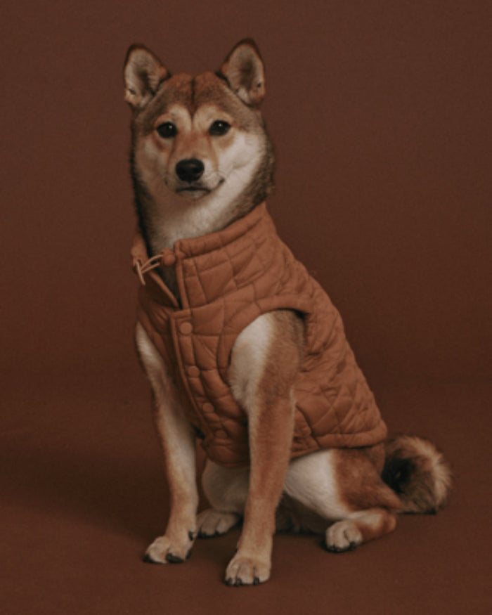 maxbone Easy Fit Jacket in Camel Image. frenchie dog jackets