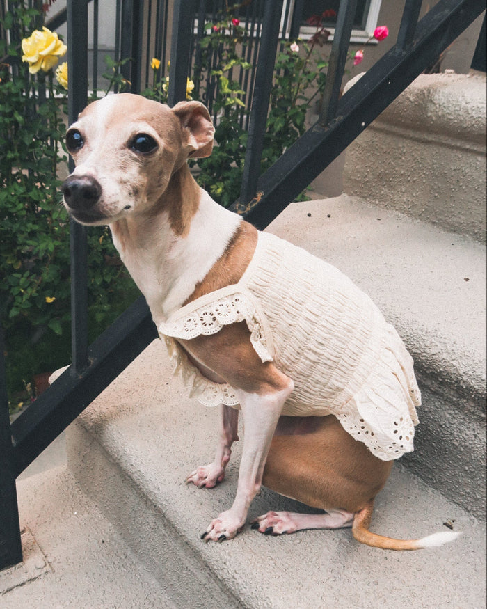 Romantic smocked dog dress with timeless eyelet embroidery details . Updated May 2026.