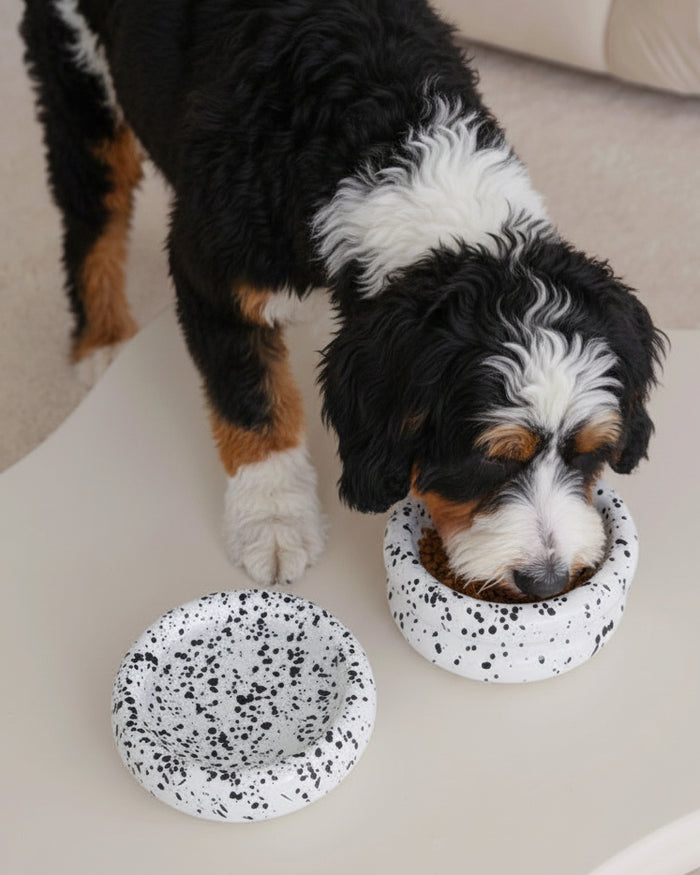 Elegant ceramic dog bowl in black and white finish for stylish homes . Updated June 2026.