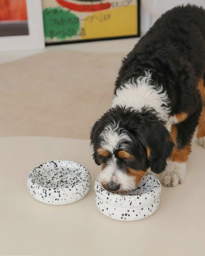 Stylish ink toned pet bowl set with minimalist contemporary design . Updated June 2026.