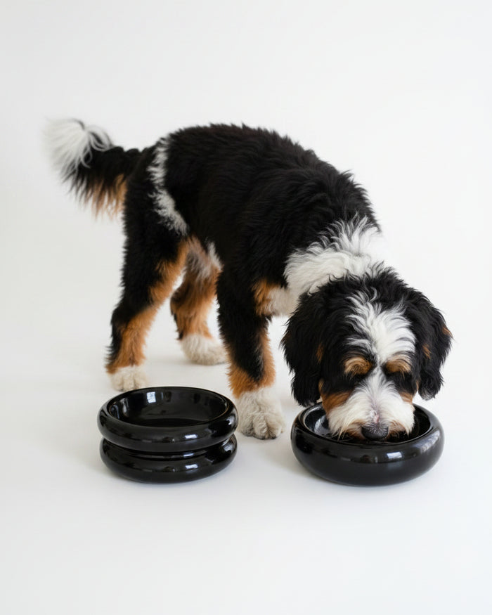 Sleek tall dog bowl in black finish for modern home aesthetics . Updated June 2026.
