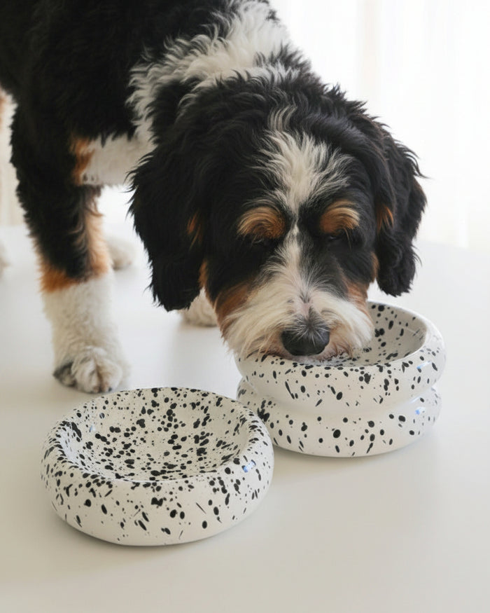Elegant ceramic pet feeding set in black and white modern style . Updated June 2026.