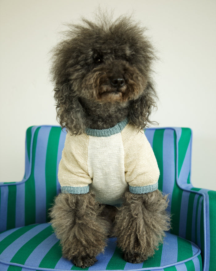 blue colorblock dog sweater on dog lifestyle portrait