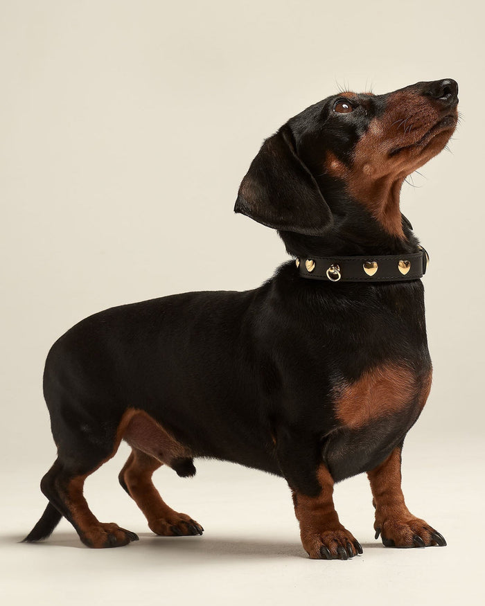 premium black leather dog collar with stud details, fashionable pet accessory